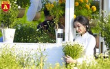 Ngẩn ngơ ngắm hoa khôi sinh viên Hà Nội khoe sắc bên cúc họa mi